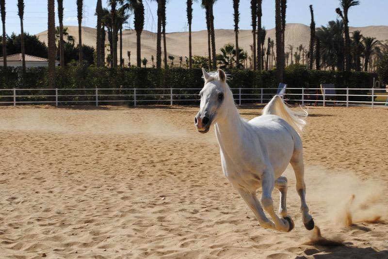Sakkara Country Club Hotel El Hawamdeya Eksteriør bilde